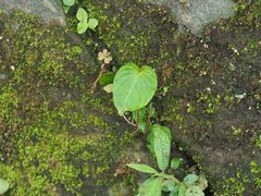 Epithemateae