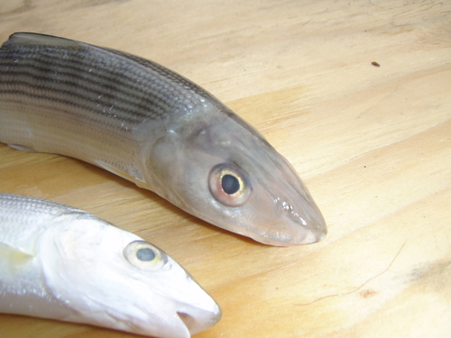 Bonefish (Albula vulpes) — Albulidae — 3