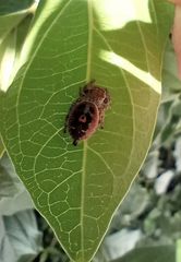 Phidippus audax