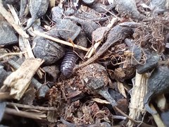 Armadillidium vulgare