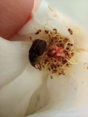 Scarabaeidae