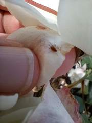 Aphididae