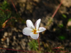 Oxalis pardales