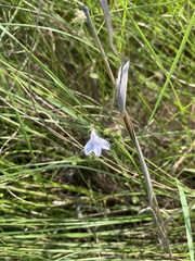 Lobelia appendiculata