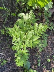 Anthriscus sylvestris
