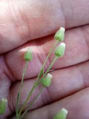 Erigeron