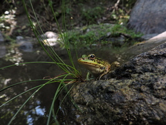 Lithobates bwana