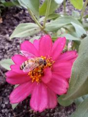 Apis mellifera