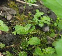 Teleopsis quadriguttata