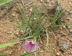 Ipomoea bolusiana