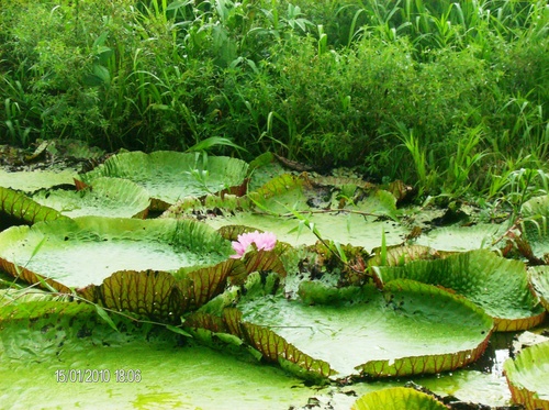 Victoria amazonica