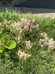 Fungi