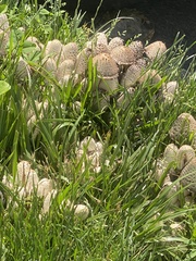 Fungi