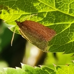 Clepsis senecionana