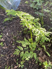 Anthriscus sylvestris