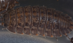 Trachelipus utrishensis