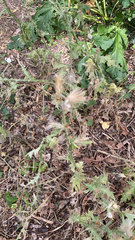 Carduus pycnocephalus