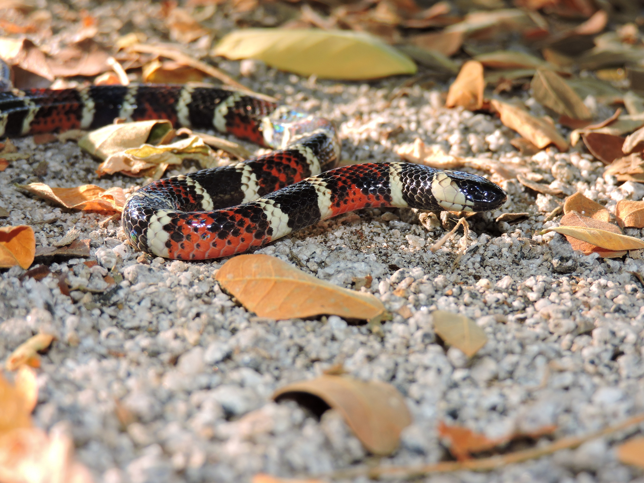 Micrurus bocourti image