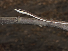 Oxybelis transandinus