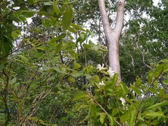 Echites yucatanensis