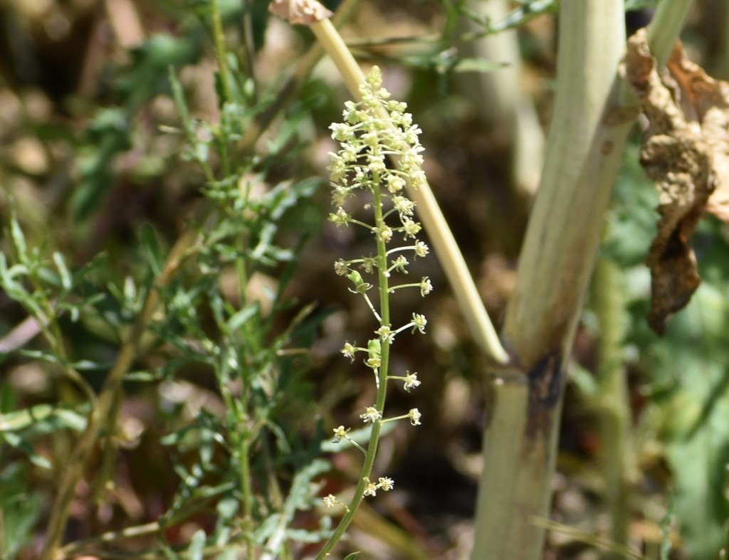 Wild Mignonette from 10400 Soligny-les-Étangs, France on June 4, 2022 ...