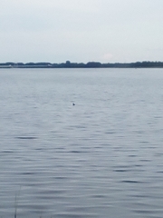 Podiceps cristatus