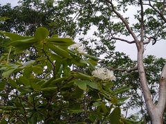 Echites yucatanensis