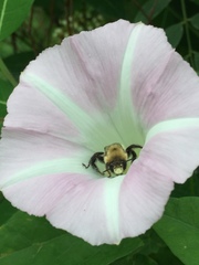 Anthophora abrupta