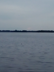 Podiceps cristatus