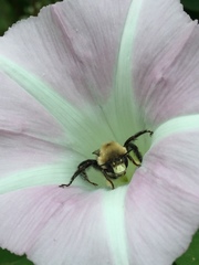 Anthophora abrupta