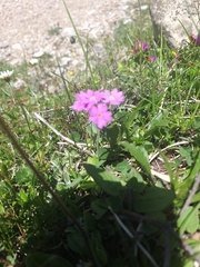 Primula farinosa