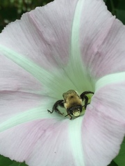 Anthophora abrupta