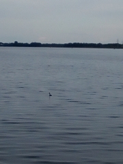 Podiceps cristatus
