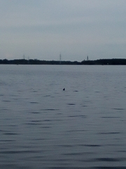 Podiceps cristatus