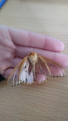 Heliconisa pagenstecheri