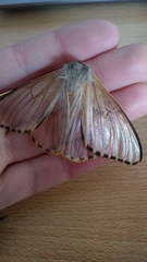 Heliconisa pagenstecheri