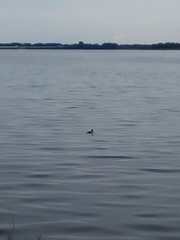 Podiceps cristatus
