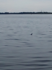 Podiceps cristatus