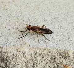 Oidematops ferrugineus