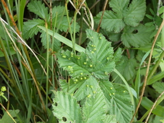 Dasineura ulmaria