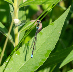 Enallagma antennatum
