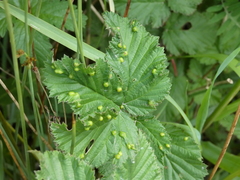 Dasineura ulmaria