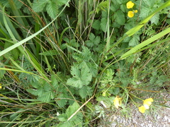 Dasineura ulmaria
