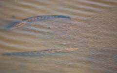 Channa argus