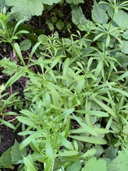 Galium aparine
