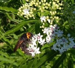 Megascolia maculata flavifrons