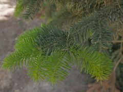 Abies nordmanniana