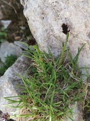 Sesleria ovata