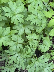 Geranium sibiricum
