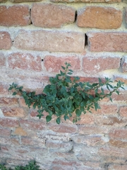 Parietaria officinalis